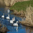 Swan Patrol 2